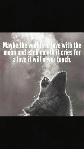 Wolf quotes》Moon quotes