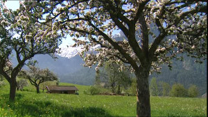 700296311-sciliar-apple-blossom-apple-tree-south-tyrol.jpg