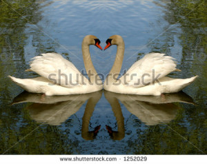 Cute Swans Love Birds Swan