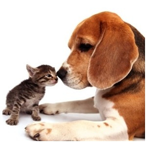 12 Great Quotes About Pets | Reader's Digest Canada