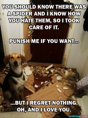 15 Funny Dogs Who Have No Regrets