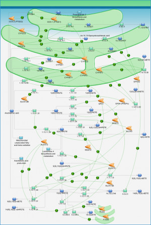 Metabolic Pathway Map