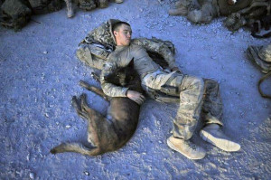 Belgian Malinois With Army Solider