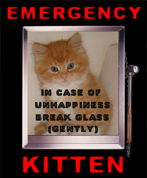 Funny Kitten Quotes emergency kitten Got Smile