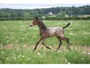 Hound › Horses & ponies for sale › All-rounder › 2014 Appaloosa ...