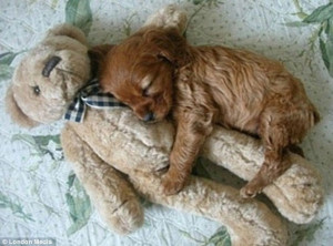 Sleeping beauty: This dog can only nod off when he's cuddling up to ...