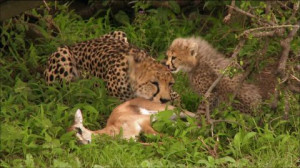 Prey-Catching, Cheetah, Tanzania, Carcass, Antelope, Baby Animal ...