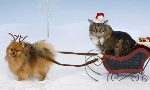 Funny Quotes for Cat Lovers - cat drag a dog