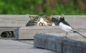 ... Cat Management: Finding Common Ground Among 'Cat People' and 'Bird