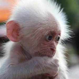 baby albino monkey. #cute