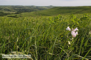 North American Prairie Location