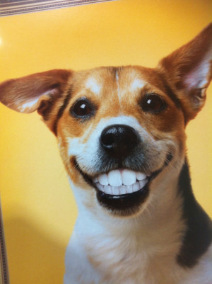 happy monday happy dog happy dog happy dog happy dog happy dog