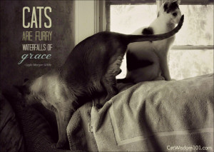 cat-quote-art