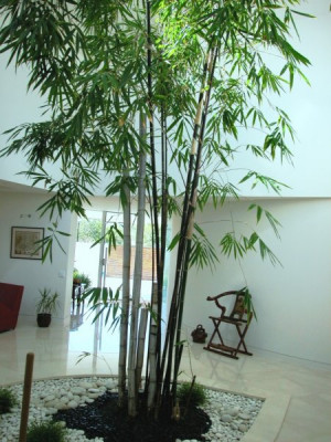 Bamboo Plants & Landscaping