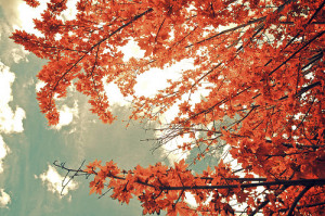 ... leaves enjoy these inspirational fall quotes and spectacular foliage