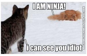 funny-cat-picture-i-am-ninja-i-can-see-you-idiot