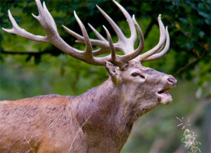 Artiodactyla Animals List Red deer