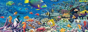 Facebook Covers featuring amazing images of fish and sea life aquarium ...
