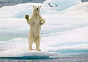 Cool Animal Pics -- Polar Bear Photos -- Hello there!!