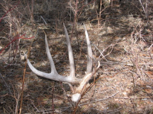 Shed Hunting Traps