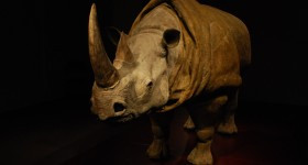 Rhinoceros Success - Product of 3