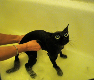 funny wet cats 14 15 foto di gatti bagnati che fanno morire dal ridere ...