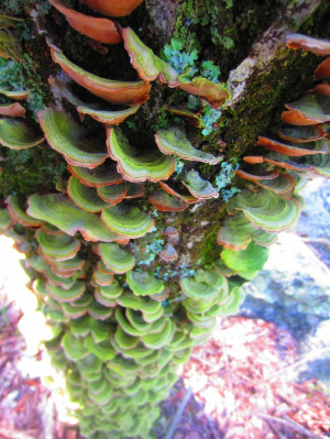 Fungi- reminds me of Fern Gully!! Green Fungi, Flowers Gardens, Fungus ...