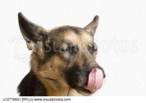 Close German Shepherd Mix Dog Nose And Tongue Licking