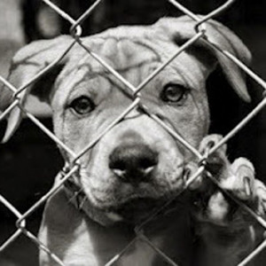 Sad Dogs In Cages Their cries from the cage.