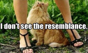 http://www.pics22.com/i-dont-see-the-resemblance-cat-quote/
