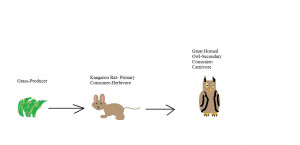 Desert Food Chain