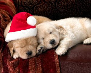 -quotes-sayings-wallpaper-christmas-pet-hd-wallpapers-merry-christmas ...