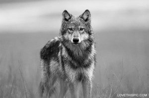 ... lone wolf quotes lone wolf quotes lone wolf quotes wolf wisdom lone