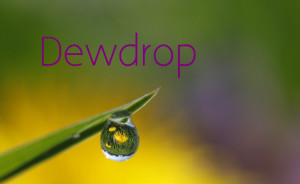 Dew Drop | Dew Drop | Dew Drop | Dew Drop