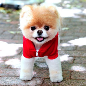 Cute Boo the Dog Pictures
