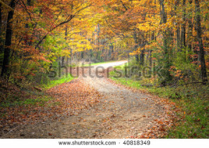 ... unpaved-road-with-colorful-leaves-on-trees-and-in-the-road-40818349