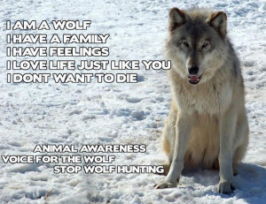 am a wolf. I have a family. I have feelings. I love life just like ...