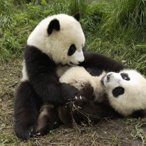Adorable panda bears