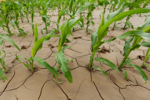 No Relief in Sight for Drought-Damaged Crops