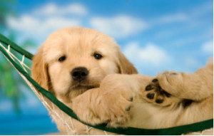 ... week away, the ‘Dog Days of Summer’ are right around the corner