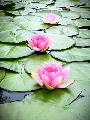 The lotus rises from the murky, muddy waters and grows into something ...