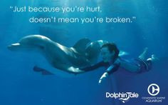 the dolphin more remember this winter movie photos dolphin tale quotes ...