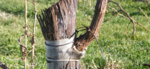 Grafting Fruit Trees