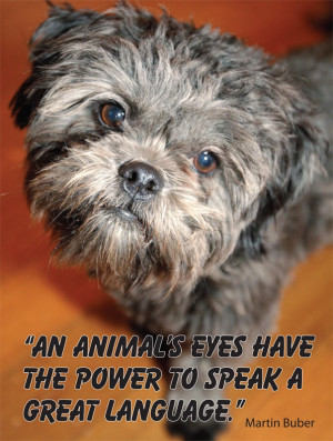 quote about dogs eyes