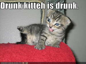 My Top Collection Funny kitten pic 3