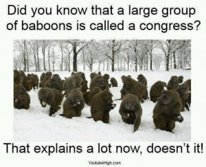 Group of baboons is called a congress. Go figure!