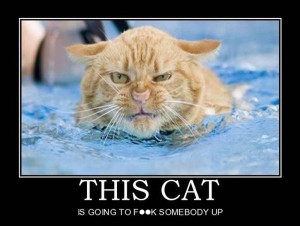 Angry Cats -Cat humor