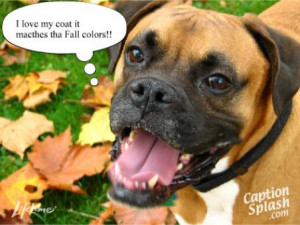 Funny boxer dog pictures 3 Funny Boxer Dog Quotes
