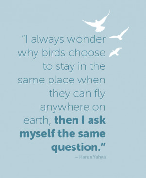 wonder why birds choose to stay in the same place when they can fly ...