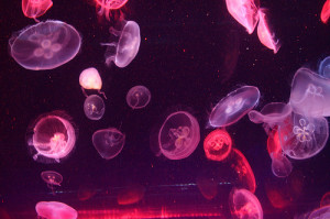 aquarium, floating, jellyfish, pink, purple, water